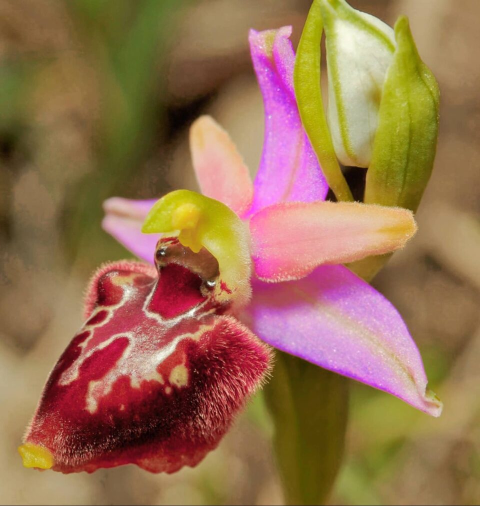 Orchidea rara al Bosco delle Pianelle di Martina Franca