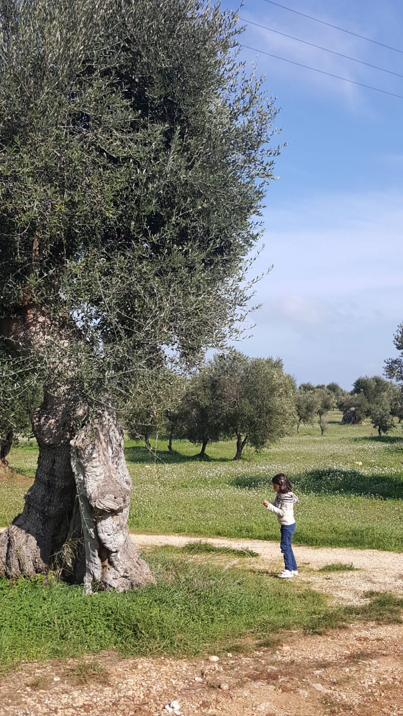 Le campagne pugliesi offrono incontri ravvicinati con questi magnifici giganti: gli ulivi secolari