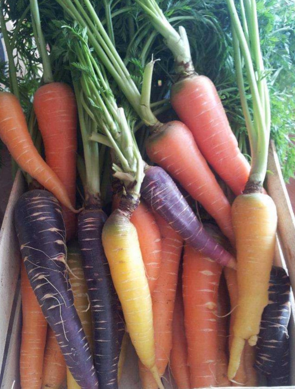 Multicolour carrots typical of Polignano a Mare