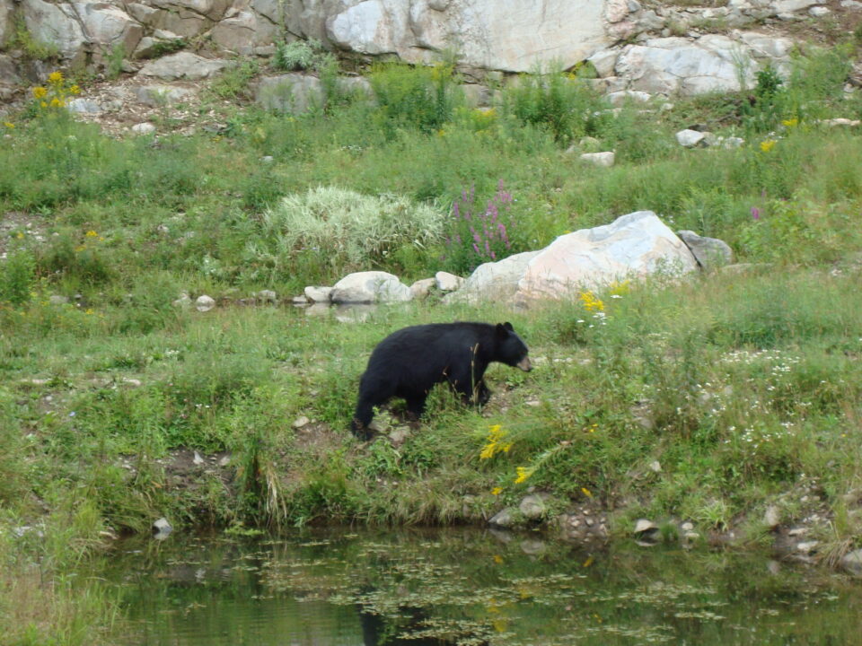 Incontro ravvicinato (quanto basta) con un orso bruno in Quebec.