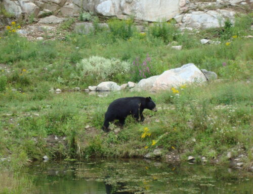 VISITARE IL QUEBEC CON I BAMBINI